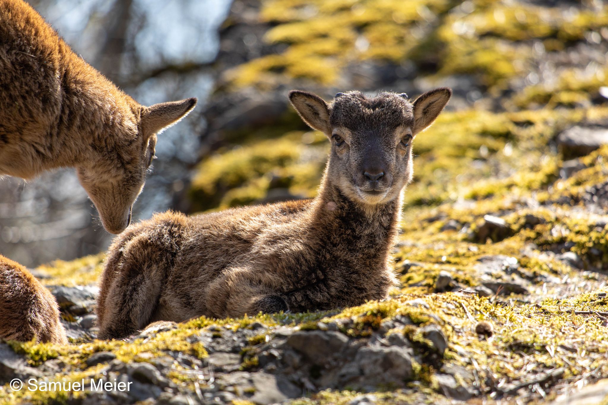 Natur- und Tierpark Goldau 2021