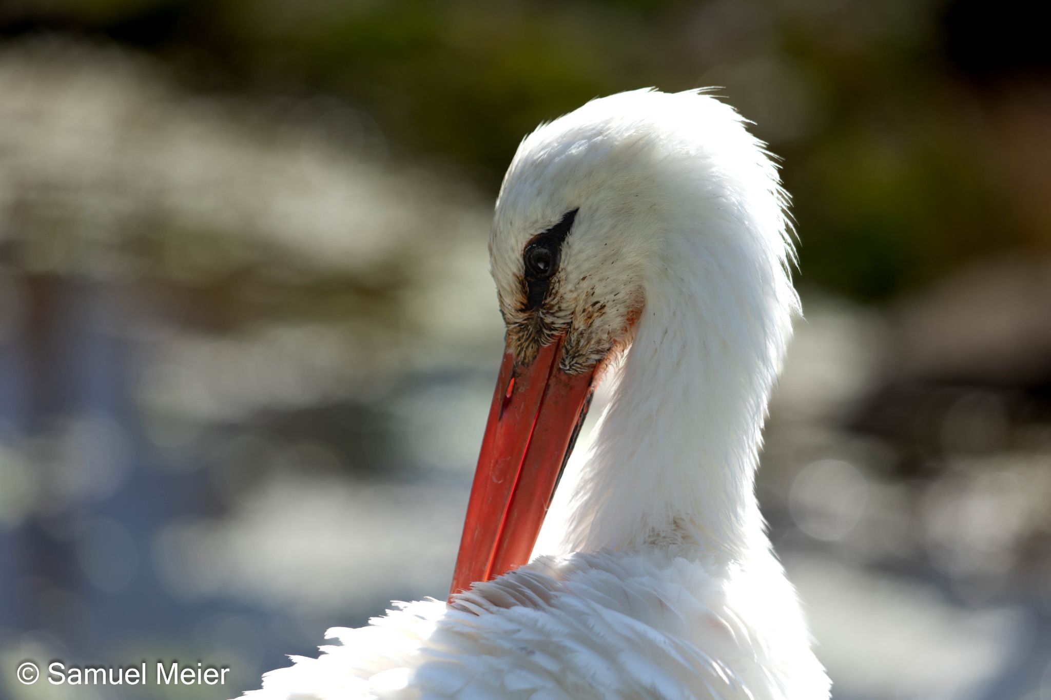 2022 TierparkGoldau 101