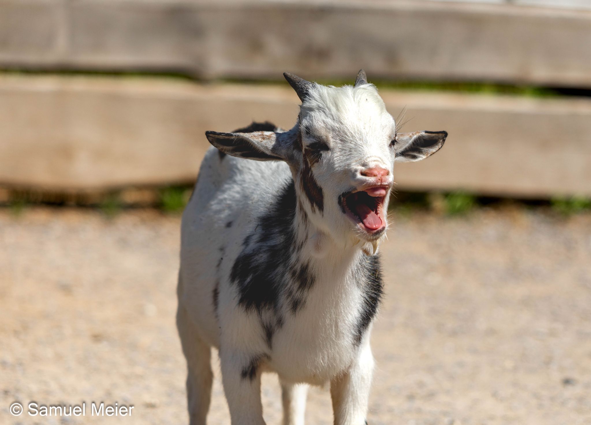 2022 TierparkGoldau 102