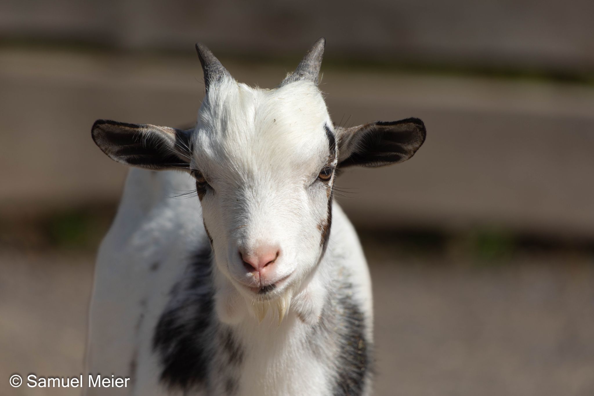 2022 TierparkGoldau 103