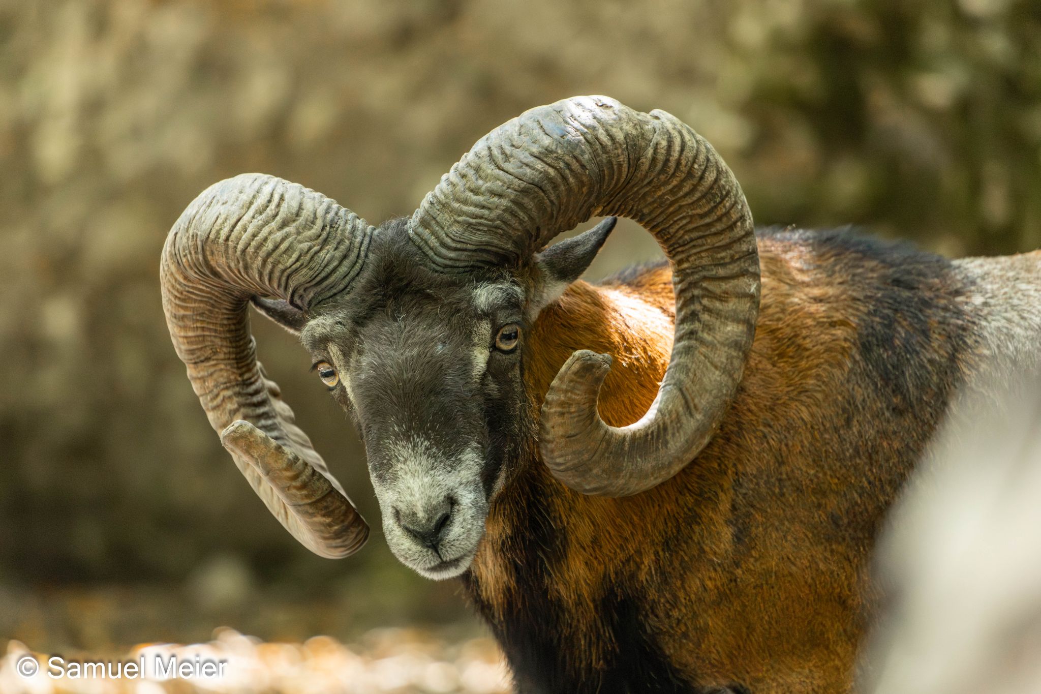 2022 TierparkGoldau 106