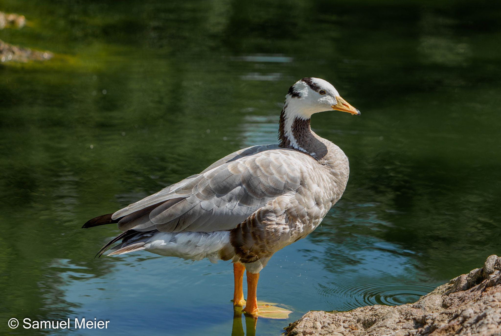 2022 TierparkGoldau 108