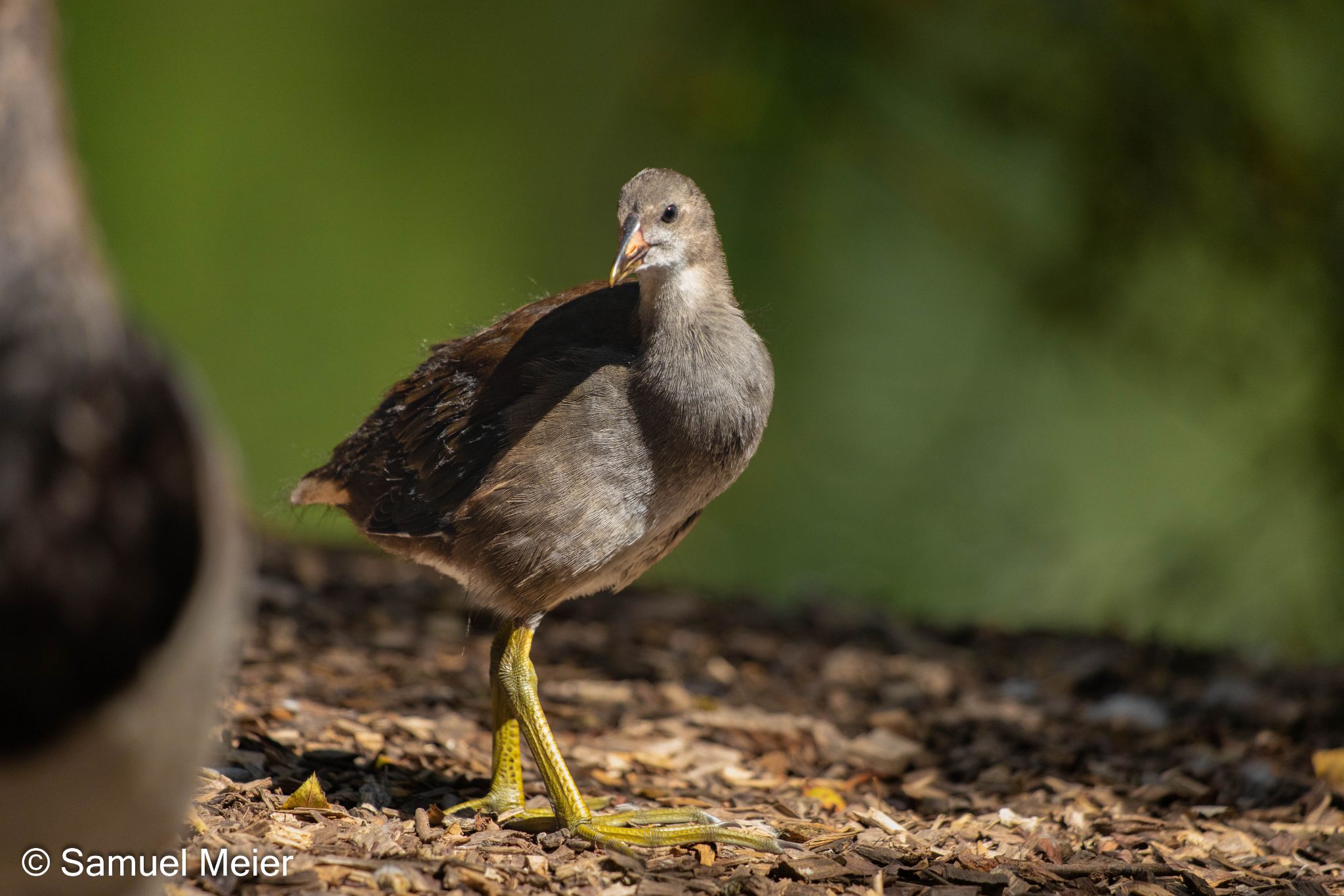 2022 TierparkGoldau 109