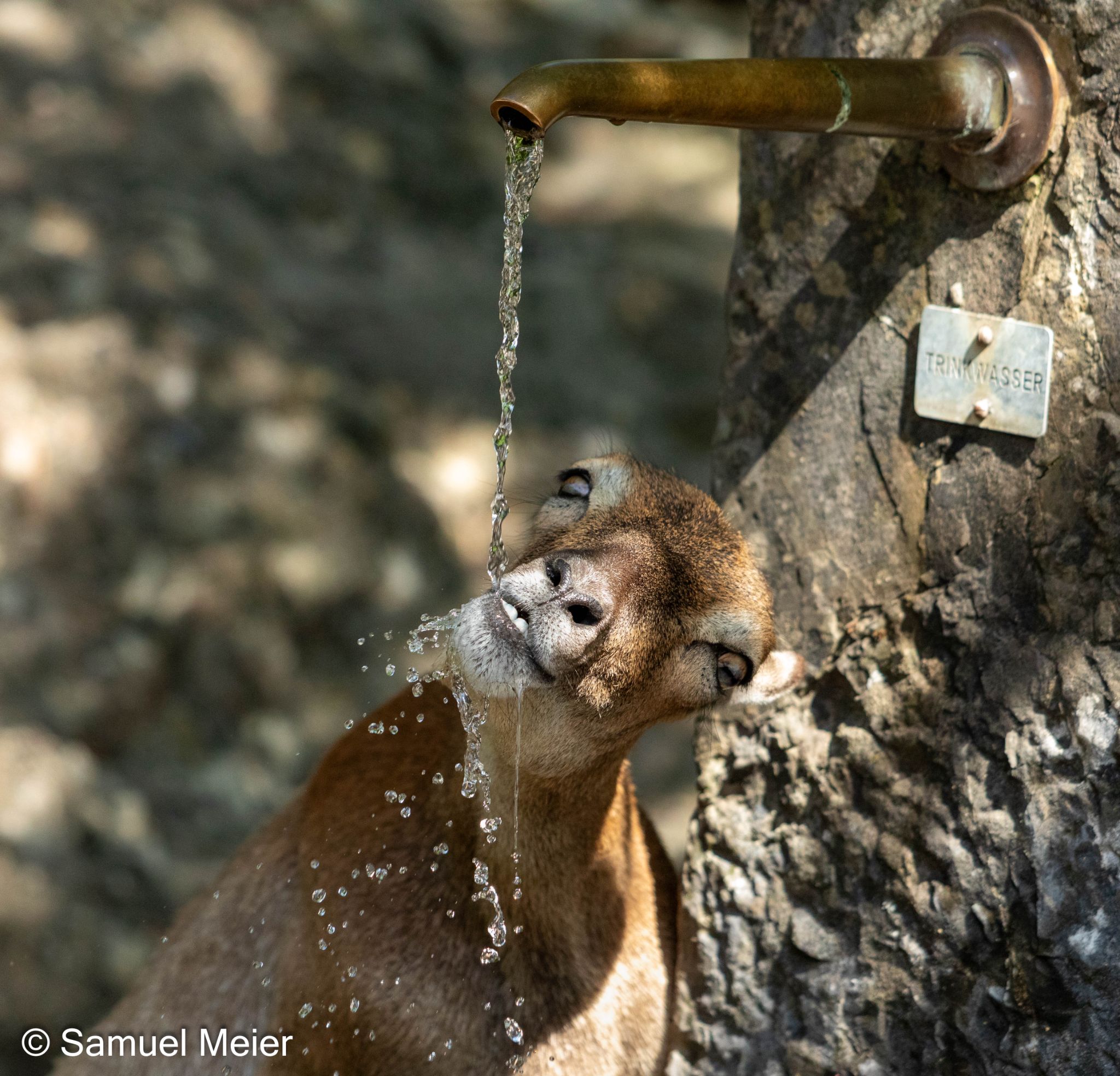 2022 TierparkGoldau 110